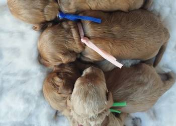Cavapoo f1b