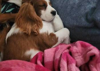 Cavalier king charls spaniel