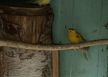 Świergotki para lęgowa 24r