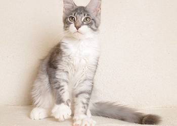 Przepiękna koteczka Maine Coon - GOTOWA DO ODBIORU