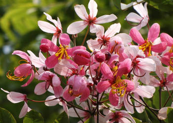 CASSIA JAVANICA Cassia javanica - NASIONA 500 sztuk - 100g.