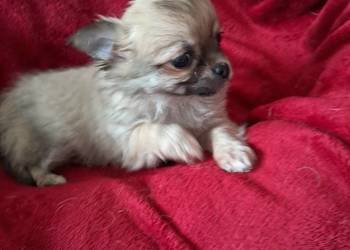 Szczeniak suczka  chihuahua