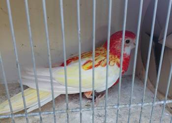 Rozelle białolice Rozelle białolice