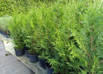 Thuja Plicata Gelderland 60-70 cm 20 zł szt Wrocław