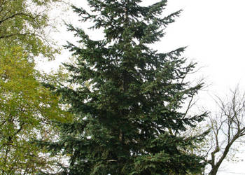 DAGLEZJA ZIELONA Pseudotsuga menziesii glauca - NASIONA 600 sztuk - 10g