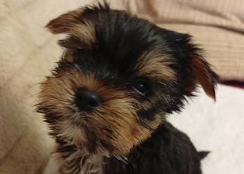 Yorkshire terrier szczenięta