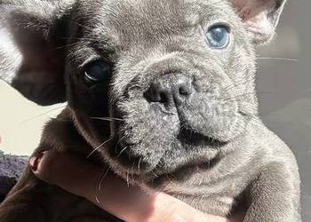 Przepiękne buldogi francuskie blue niebieskie