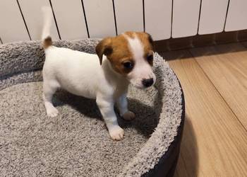Jack Russell terrier