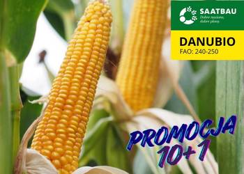 Materiał siewny kukurydza Danubio FAO: 240-250 ziarno/ kiszonka