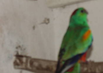 swiergotka wielobarwna 1,0