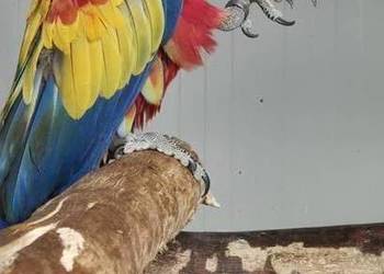 Ara macao samiec 2025