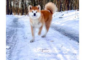Akita Inu Japońska szczeniaki ZKwP/FCI rodowód