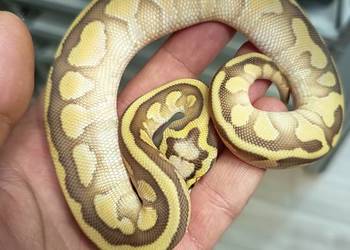 Pyton Królewski Pastel Lesser het Clown