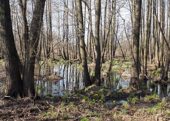 Działka Ponikiew, mazowieckie, 2800 m2