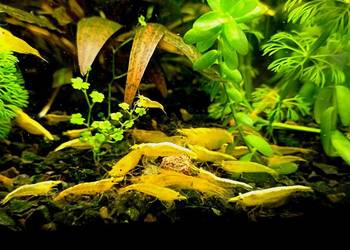 Krewetki neocaridina YELLOW