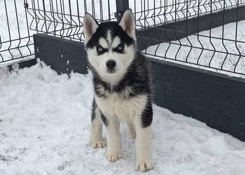 Szczeniaczki Siberian husky z elitarnym rodowodem