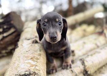 Wyjątkowa! Sunia jamnik miniaturowy Isabella z rodowodem