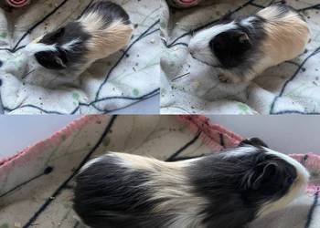 Świnki morskie sprzedam