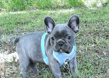 Buldog francuski piesek blue