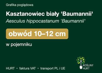 Kasztanowiec biały 'Baumannii' obwód 10-12 cm, w pojemniku – HURT