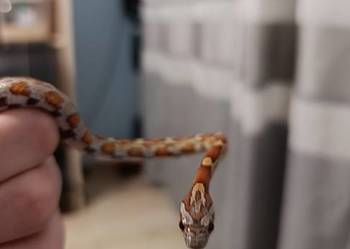 Sprzedam węża zbożowego