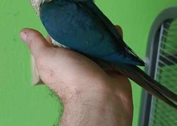 Papugi ręcznie  karmione rudosterki