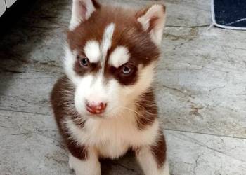 Syberian Husky