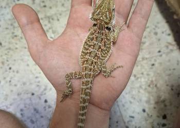 Agama brodata