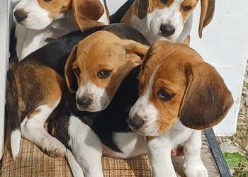 Beagle szczeniaki
