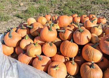 Dynia jadalna i ozdobna