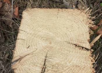 Stare belki XIX wiek ręcznie ciosane .