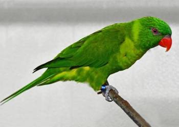 Lorysa Zielona para Trichoglossus Weberi