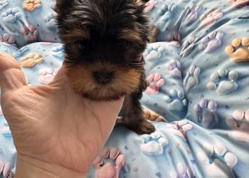 Yorkshire terrier suczka czarna