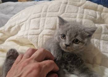 Kotek brytyjski niebieski i ragdoll