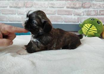 Pies rasy Shih Tzu rodowód