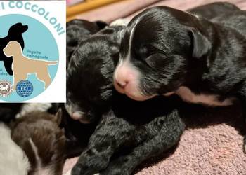 Portugalski pies dowodny szczenięta pieski suczki