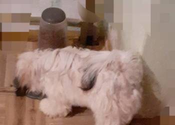 Lhasa apso kuzyn shih tzu