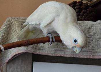 Kakadu goffini  (RK) z wolierą