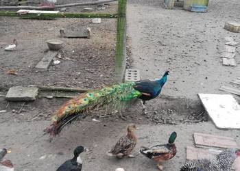 Para pawi  czarnoskrzydłych