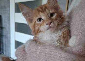 Koty Maine Coon