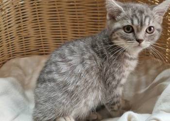 Kotka Szkocka Silver Tabby