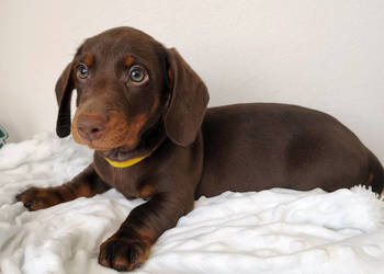 SAMIEC Jamnik krótkowłosy Czekoladowy podpalany BOOTES Kraków