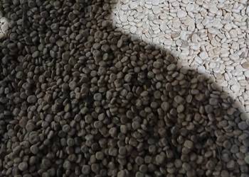 Sprzedam łubin Butan Sprzedam łubin Butan