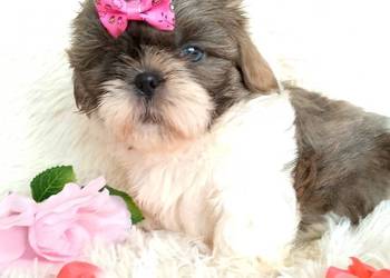 Gotowa do odbioru suczka rasy Shih-Tzu