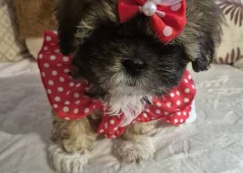 Shis tzu szukaja domku