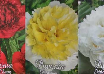 Kłącza piwoni 3 odmiany