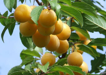 ŚLIWA MIRABELKA Prunus domestica subsp.syriaca - NASIONA 200 sztuk - 100g.