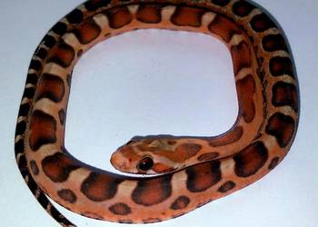 Wąż zbożowy, węże zbożowe, zbożówka SCALELESS - bez łusek - Warszawa