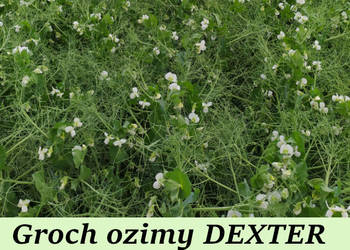 Materia siewny groch ozimy FEROE, DEXTER