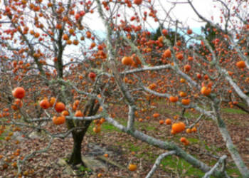 HURMA AMERYKAŃSKA Diospyros Kaki - sadzonki w doniczkach